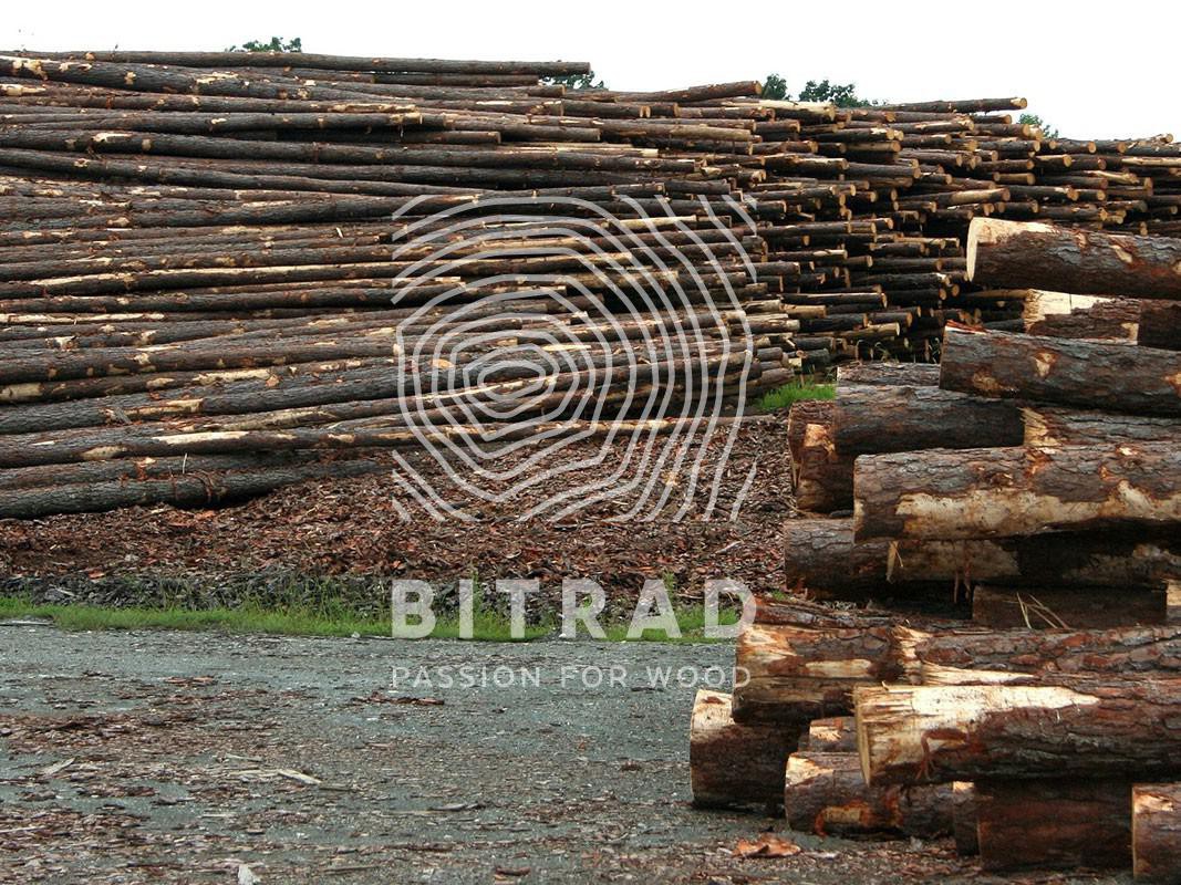 Tutores de madera tratada autoclave. PPHU Bitrad
